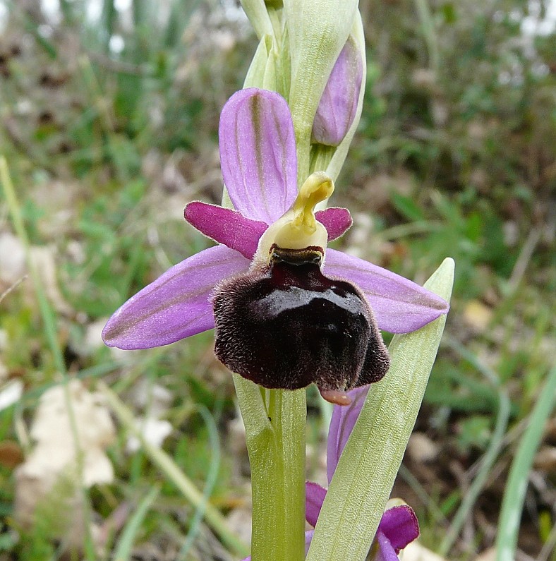 Ophrys biscutella